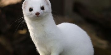 Gelinciklerin Beslenmesi