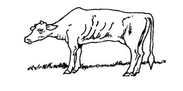 İnekler Zayıflarsa