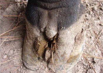 Sığırlarda İnterdigital Hiperplazi (Fibrom, Limaks, Tylom)