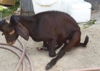 Keçilerde Enzootik Ataksi ve Swayback