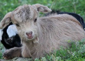 Keçilerde Kolibasillosis (E. Coli) Enfeksiyonları