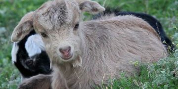 Keçilerde Kolibasillosis (E. Coli) Enfeksiyonları