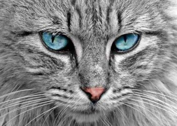 Kedilerde Gammaherpesvirus ve Morbillivirus Enfeksiyonları Ortaya Çıktı