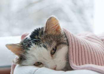 Kedilerin FIP Tedavisinde İnsanlarda Kullanılan Antiviral Umut Vaat Ediyor