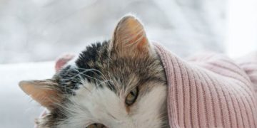 Kedilerin FIP Tedavisinde İnsanlarda Kullanılan Antiviral Umut Vaat Ediyor