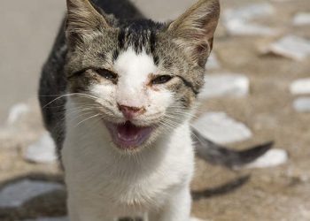 Kedilerin Respiratorik Hastalıklar Kompleksi