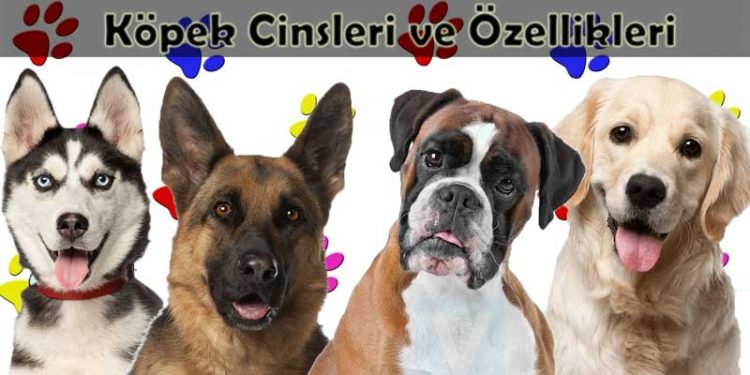 Köpek Cinsleri ve Özellikleri