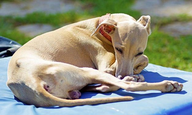 Köpeklerde Coronavirus Gastroenteritis (Canine Coronavirus) Enfeksiyonu