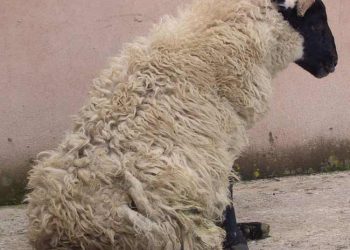 Koyunlarda Enzootik Ataksi ve Swayback