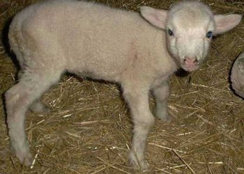 Koyunlarda Kolibasillosis (Escherichia Coli) Enfeksiyonları