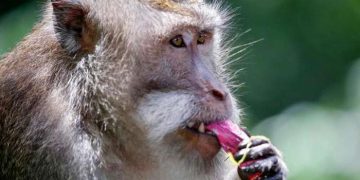 Makaklar ve Eski Dünya Simianları