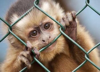 Makakların Barınak-Kafes Tip ve Özellikleri