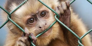 Makakların Barınak-Kafes Tip ve Özellikleri