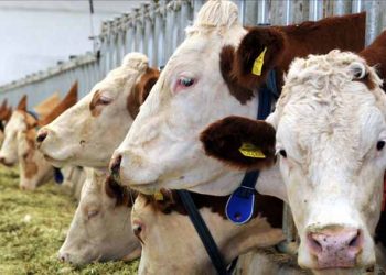 Türkiye'nin et ve süt deposu Van oluyor