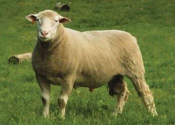 Ülkemizdeki Etçi Koyun Irkları