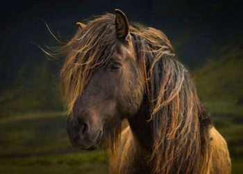 Yele ve Kuyruk Distrofisi Nedir?