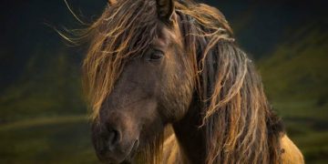 Yele ve Kuyruk Distrofisi Nedir?