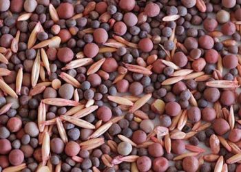 Yem Bileşimi Nedir?