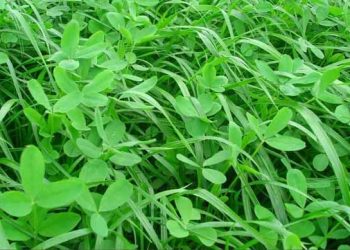 Yem Bitkileri Nedir?