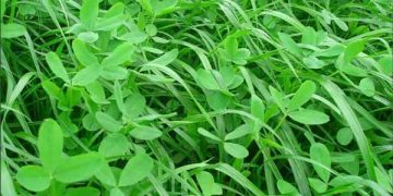 Yem Bitkileri Nedir?