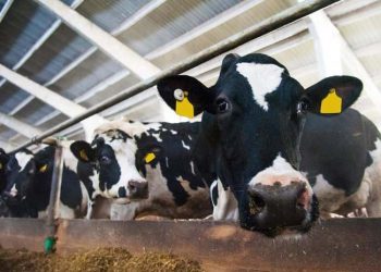 Yem Değiştirme Nedir?