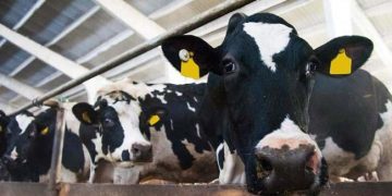 Yem Değiştirme Nedir?