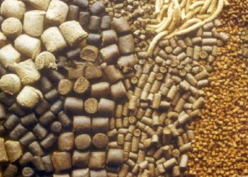 Yem Ham Maddesi Nedir?