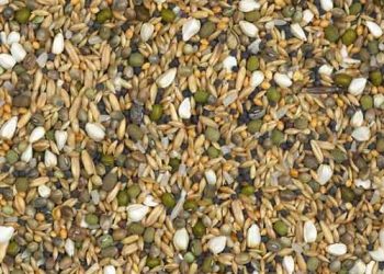 Yem Karışımı Nedir?