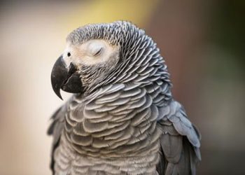 Avian Influenza Virusu Enfeksiyonu