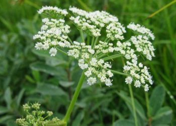 Baldıran Otu Zehirlenmesi (Conium maculatum L.)