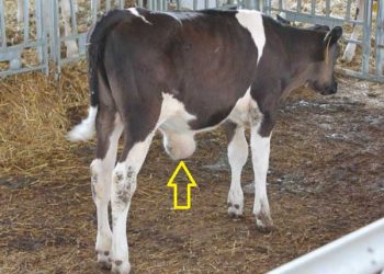 Buzağılarda Göbek Şişliği