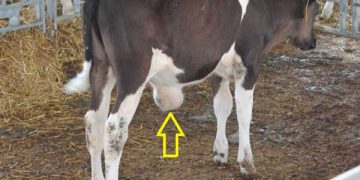 Buzağılarda Göbek Şişliği