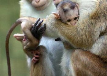 Eski Dünya Maymunları Bakımı ve Sürü Yönetimi