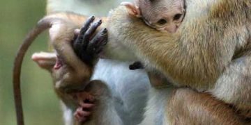 Eski Dünya Maymunları Bakımı ve Sürü Yönetimi