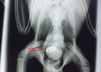 Evcil Kuşlarda Çinko Zehirlenmesi (Toksikozu)