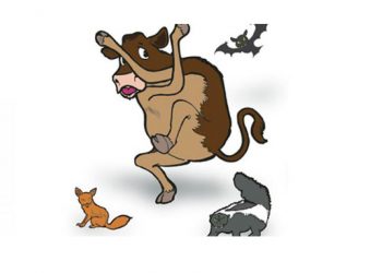 İneklerde Sinirsel Bozukluklar