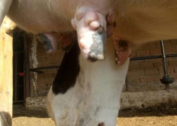 İneklerin Memelerinde Yara