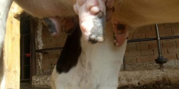 İneklerin Memelerinde Yara