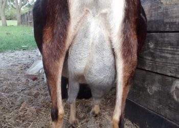 Keçilerde Mastitis
