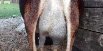 Keçilerde Mastitis