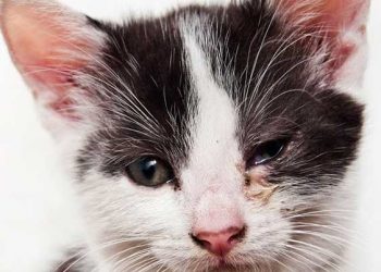 Kedilerin Calicivirus (Feline Calicivirus) Enfeksiyonu (FCV)