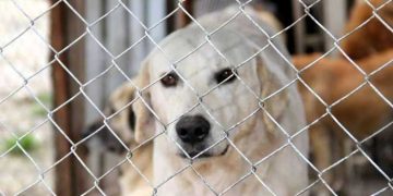 Köpeklerde Kennel Cough (Tracheobronchitis) Enfeksiyonu