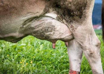 Mastitis ve İnsan