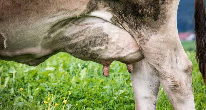 Mastitis ve İnsan