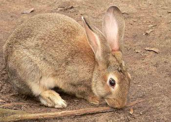 Tavşanların Genel ve Anatomik Özellikleri