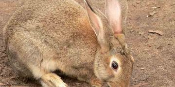 Tavşanların Genel ve Anatomik Özellikleri