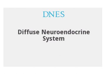 Yaygın Nöroendokrin Sistem Nedir?