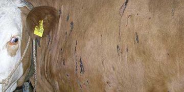 Yaz Kanaması Nedir?