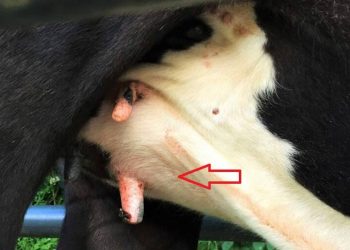 Yaz Mastitisi Nedir?