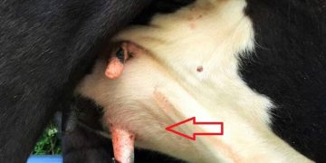 Yaz Mastitisi Nedir?